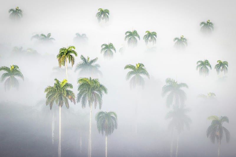 Mystical Forest