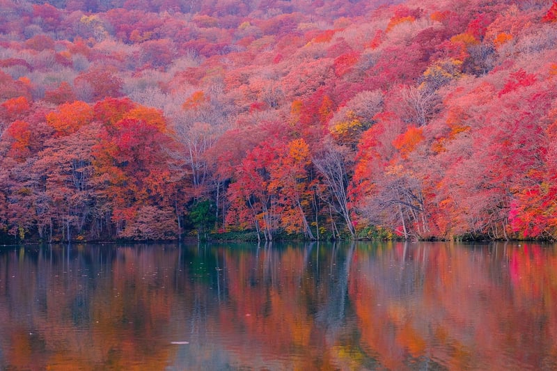 Forest Light